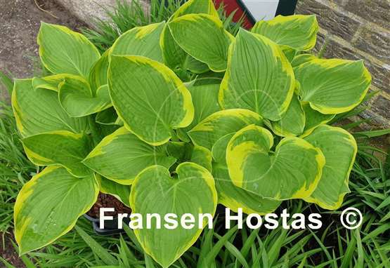 Hosta Whatever